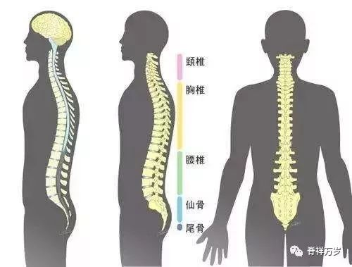 腰椎最新研究揭秘，小巷深處的健康奧秘