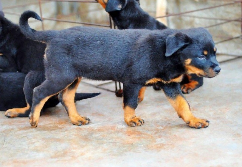 最新神犬,最新神犬，犬界新星，令人矚目的犬種